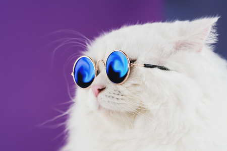 Close portrait of white furry cat in fashion sunglasses. Studio photo. Luxurious domestic kitty in...