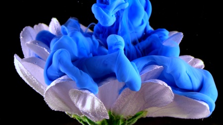 White flower underwater with blue Ink reacting and creating abstract cloud formationsの写真素材