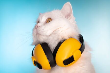 Portrait of fluffy cat in headphones on blue background. Music, earphones, cool animal concept. Studio photo. White pussycat.の写真素材