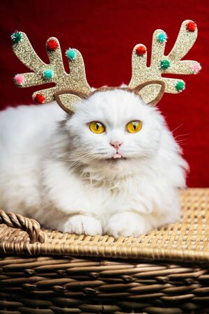 Portrait of a fluffy white cat in a Christmas decoration - deer horns and Santa Claus costume. New year, pets, animals meme conceptの写真素材
