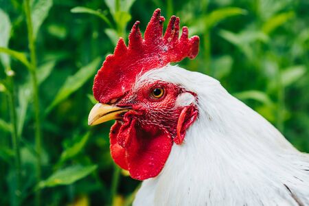 Beautiful closeup portrait of white cock on home farm. Housekeeping organic agriculture concept.Rooster with red scallop looking to cameraの写真素材