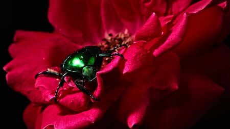 Close-up view of Green Rose chafer - Cetonia Aurata beetle on red rose. Amazing bug is among petals. Macro shot. Insect, nature concept.の写真素材