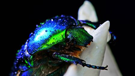 Close-up view of green rose chafer - Cetonia Aurata beetle on white flower of peony. Amazing emerald bug is among petals. Macro shot. Insect, nature concept.の写真素材