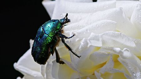 Close-up view of green rose chafer - Cetonia Aurata beetle on white flower of peony. Amazing emerald bug is among petals. Macro shot. Insect, nature concept.の写真素材