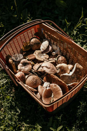 Basket full of gathered mushrooms from forest.