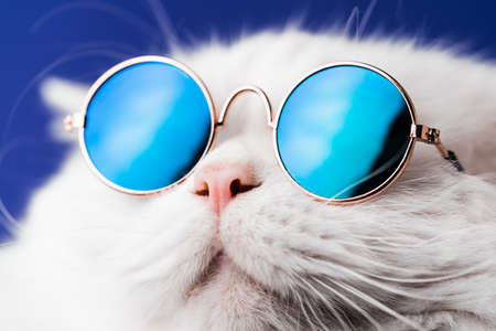 Very closeup view of amazing domestic pet in mirror round fashion sunglasses is isolated on blue wall. Furry cat in studio. Animals, friends, home concept.の写真素材