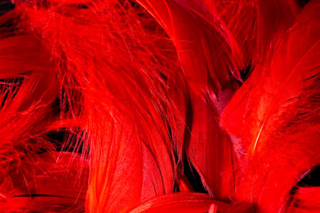 Beautiful background of red tropical birds feathers. Bird natural pattern. Close-up top view. Abstract shot.の写真素材