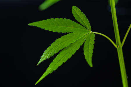 Isolated sativa marijuana plant close-up on black background. Rasterized cannabis leaf close-up....