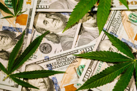Cannabis marijuana leaves on money dollars . Concept of herb medicine, drug trade, legalization,...