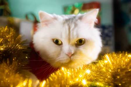Portrait of fluffy white cat in Christmas decoration - Santa Claus costume. New year, pets, animals meme concept.の写真素材
