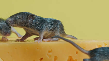 Newborn mice crawl on cheese. Close-up view. Rodents, mouse, pests concept.の写真素材
