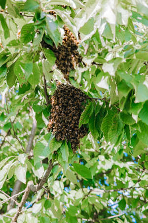 Swarming bees. New young bee colony stuck to tree branch. Formation of new hive, family. Beekeeping and insect behaviorの写真素材