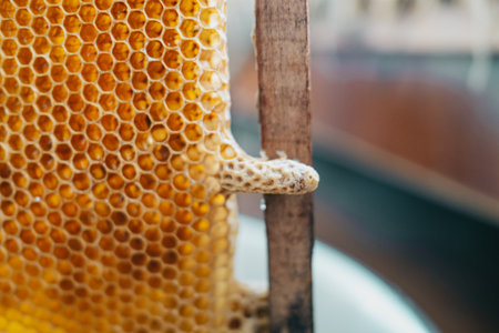 Sealed in mother liquor working bee. Close-up honeycomb cells. breeding of queen bees. Royal jelly in queen cell. requeening honey bees.の写真素材