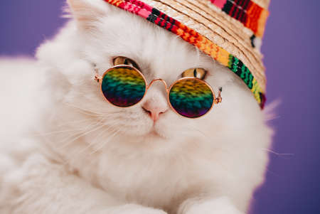 Highland straight fluffy cat with long hair and round glasses, rainbow straw hat. Fashion, style, cool animal concept. Studio portrait. White pussycat close-upon violet or purple.の写真素材