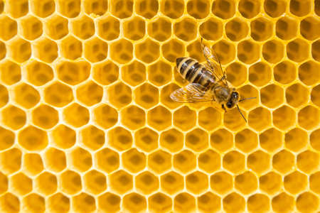 Production of honey in domestic bee apiary. Bee working in hive. Close-up macro footage.の写真素材