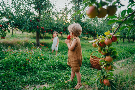 Cute little toddler boys picking up and eating ripe red apples. Brothers in garden explores plants, nature in autumn. Amazing scene. Twins, family, love, harvest, childhood conceptの写真素材