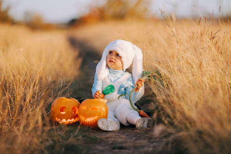 Cute child - toddler boy sitting near happy smiling carved pumpkins. Baby in fluffy rabbit or bunny costume. Halloween, trick or treat concept. Symbol of All Hallows Eveの写真素材