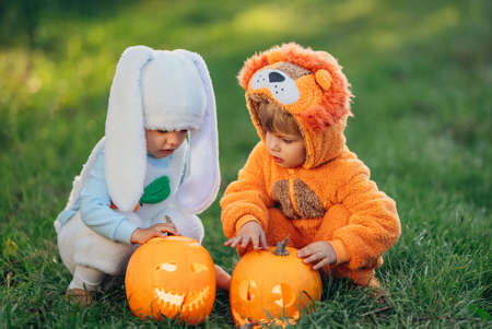 Cute children - toddlers boys sitting on grass near carved pumpkins. Babies in fluffy lion and bunny costumes. Halloween, trick or treat concept. Symbol of All Hallows Eveの写真素材