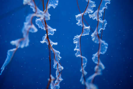 Close-up tentacles of sea northern nettle jellyfish swims in West Coast ocean water. Amazing nature...