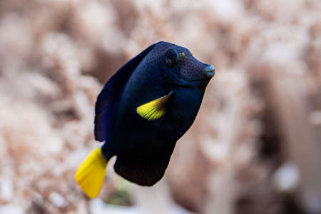 Amazing blue yellowtail tang or zebrasoma xanthurum swimming underwater on coral reefs background....