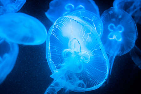 Beautiful jellyfishes details, closeup shot of swimming underwater on black background. Amazing...