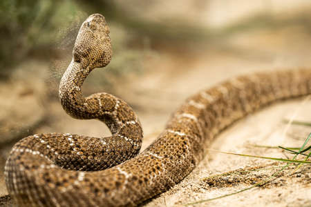 Close-up of crotalus atrox or western diamondback rattlesnake. Beautiful venomous snake in serpentarium. Exotic tropical animals concept.の写真素材