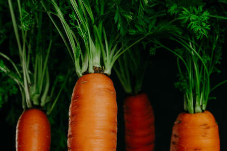 Bunch of fresh sweet orange carrots with green herbs on dark black background. Amazing pic of seasonal vegetable. Healthy lifestyle, vegan and vegetable food concept. Vitamin A.の写真素材