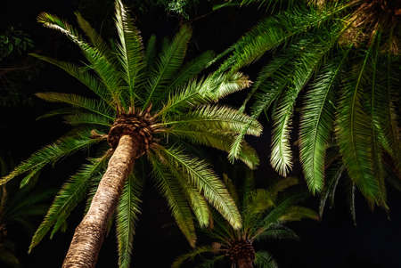 Branches of date palm tree under night sky. Amazing natural background. Looking up, summer vacation concept. Scene on tropical island beach.の写真素材