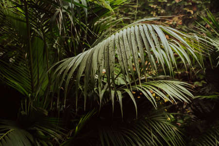 Green tropical palm tree leaves background. Fresh foliage, plant concept.