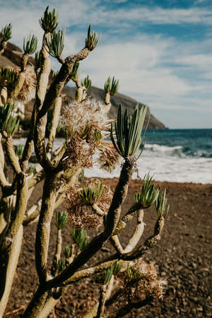 Beautiful cactus bush on amazing island volcanic beach near ocean.の写真素材
