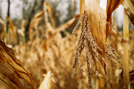 Mature corn harvest. Autumn season. Yellow field, close-up plant.