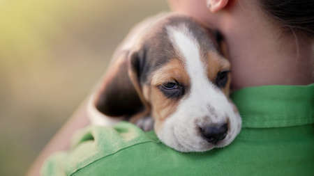 Tiny beagle puppy on shoulder of his owner. Woman stroking dog on nature backdrop. Cute lovely pet, new member of family.の写真素材