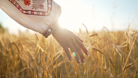 Woman in ukrainian embroidered shirt touching ripe ears of barley or wheat in sunset light. Rich harvest, agriculture, chernozem concept. Enjoying nature at holidays or weekend adventure, vacationの写真素材
