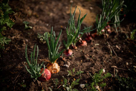 Onion bulbs in soil, plantation in country garden, growing vegetables. Red and gold onions. Beginning of spring season, field, agriculture concept.の写真素材