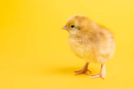 Cute little chick for design decorative theme. Newborn poultry chicken beak on yellow studio background. Easter, farm conceptの写真素材