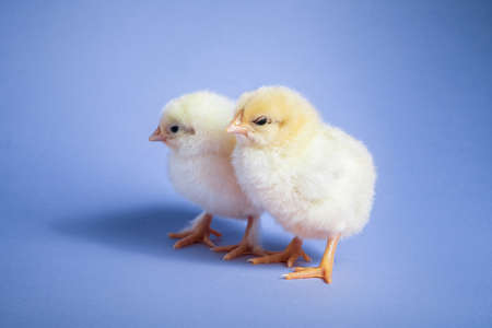 Beautiful couple, little chicks on violet studio background. Isolated picture for design, decorative theme. Newborn poultry chicken. Easter, farm conceptの写真素材