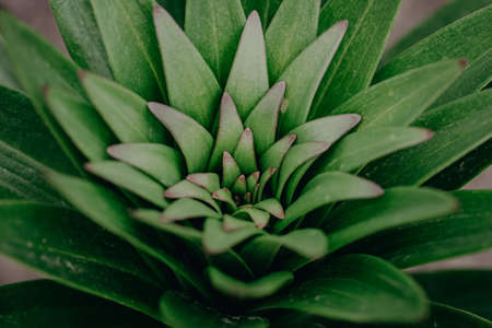 Lily or lililum leaves top view, macro close-up, small depth of field. Nature, plant texture, beautiful fresh green color.の写真素材