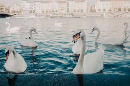 Beautiful swans in Prague on Vltava river. Famous medieval architecture on background. Cityscape view.の写真素材