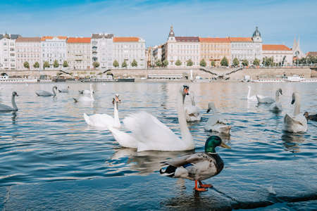 Beautiful swans in Prague on Vltava river. Famous medieval architecture on background. Cityscape view.の写真素材
