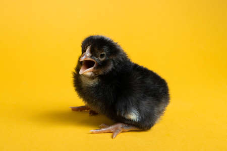 Cute black little chick for design decorative theme. Newborn poultry chicken beak on yellow studio background. Easter, farm conceptの写真素材
