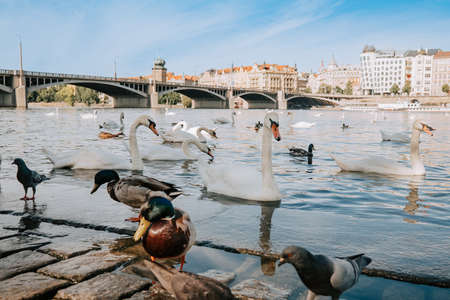 Beautiful swans in Prague on Vltava river. Famous medieval architecture on background. Cityscape view.の写真素材