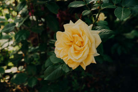 Opened beautiful yellow rose close-up view. Blooming of gorgeous flower in garden. Summer season.の写真素材