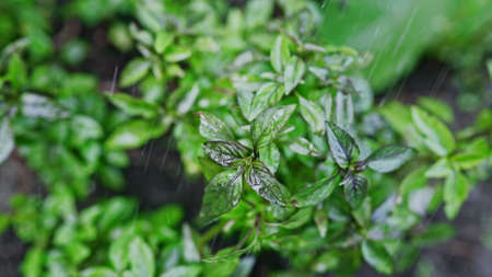 Fresh leaves of Genovese herb. Gardener watering basil plant growing in home garden. Can be used in quality medicine, cooking spices. Also known as Holy Tulsiの写真素材