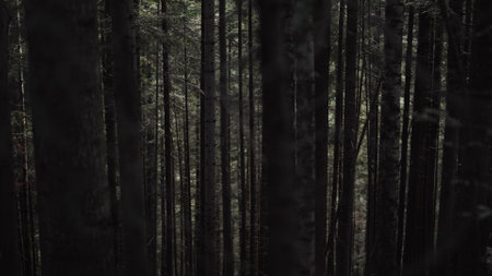 Dramatic black tree trunks in dark pine tree Carpathian mountains forest. Walking through pinewood....