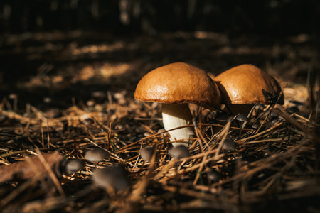 Young slippery Jack Fungi, Suillus luteus on autumn forest background with pine needles, close-up...