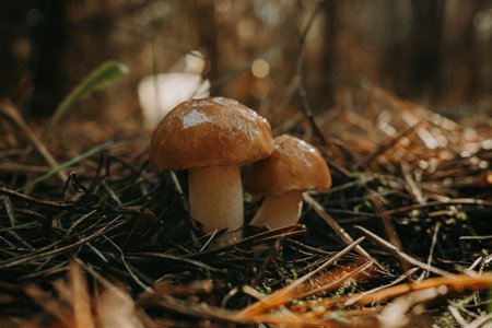 Young slippery Jack Fungi, Suillus luteus on autumn forest background with pine needles, close-up view. Harvest mushroom conceptの写真素材