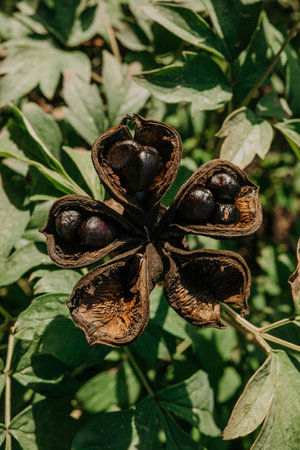 Seed head of tree peony in autumn. Paeonia suffruticosa growing in countryside garden.の写真素材
