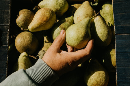 Woman holds ripe pear. Fresh pears in box. Fruits just picked from tree.の写真素材