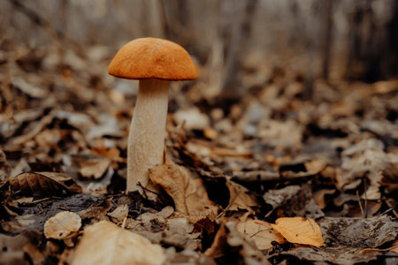 Red-capped scaber stalk - Leccinum aurantiacum on autumn leaves in forest, close-up view. Harvest, fungi picking, mushrooms conceptの写真素材