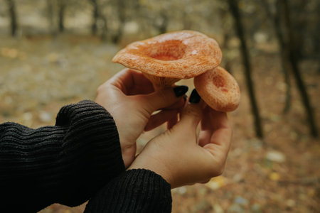 Young saffron milk cap - Lactarius deliciosus in mushroom picker hands on forest background, close-up view. Harvest red pine mushroom conceptの写真素材